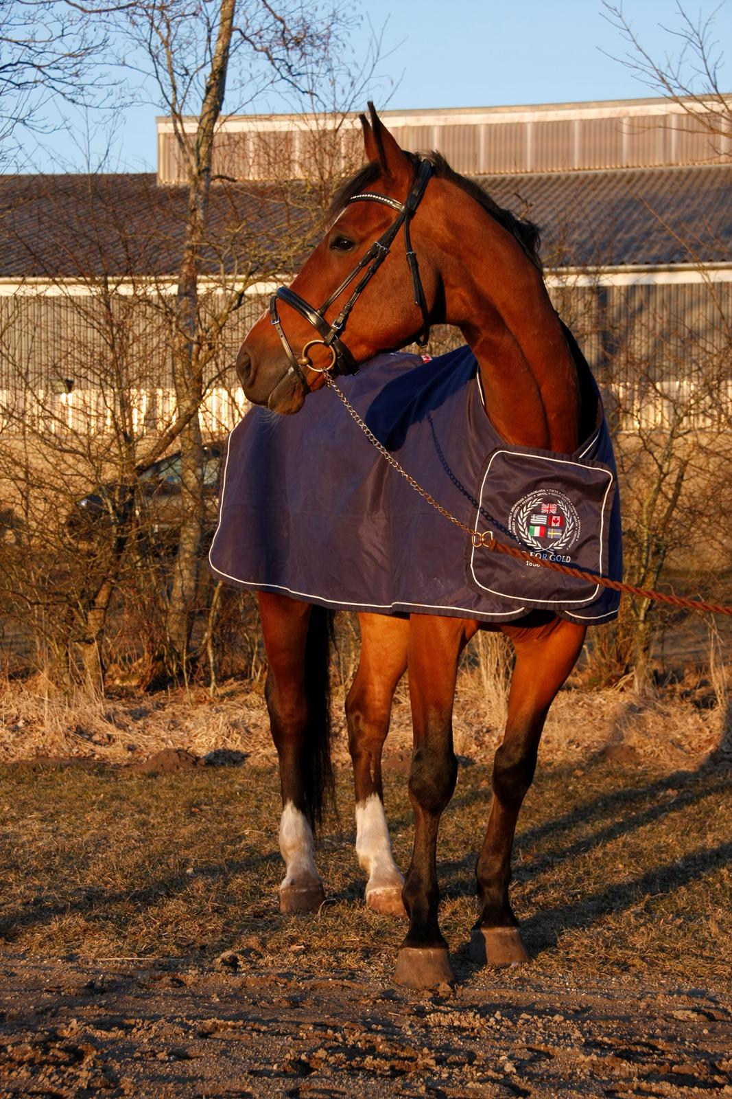 Dansk Varmblod Armani - Velkommen til KONGES profil billede 1