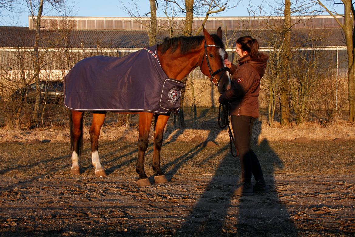 Dansk Varmblod Armani billede 5