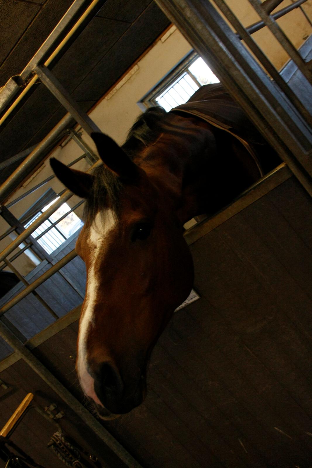 Dansk Varmblod Armani billede 11