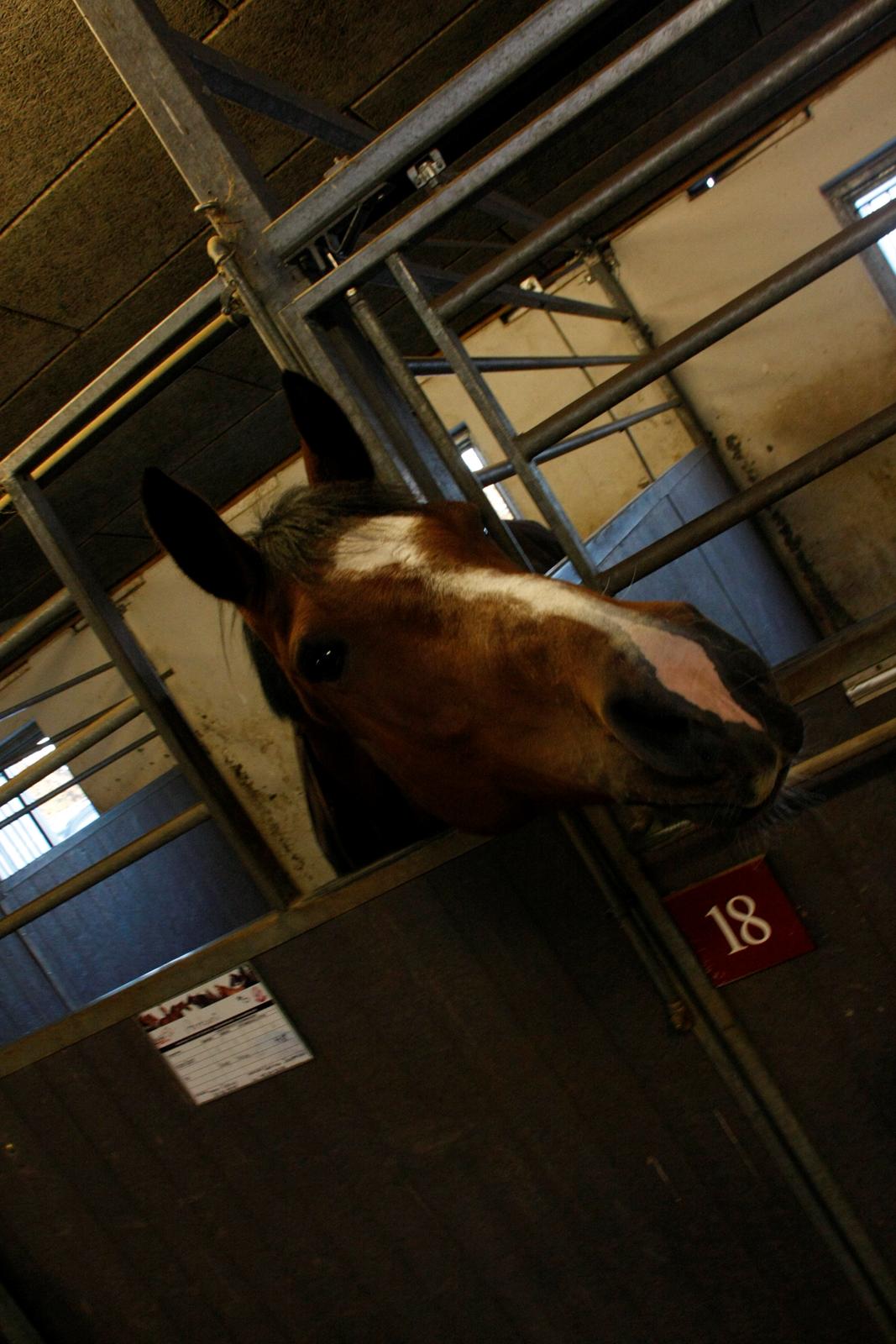 Dansk Varmblod Armani billede 12