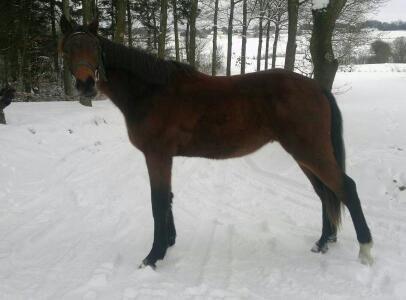 Dansk Varmblod Elversøes Eminent - Ny som 2 års med en højde af 168 cm. billede 13