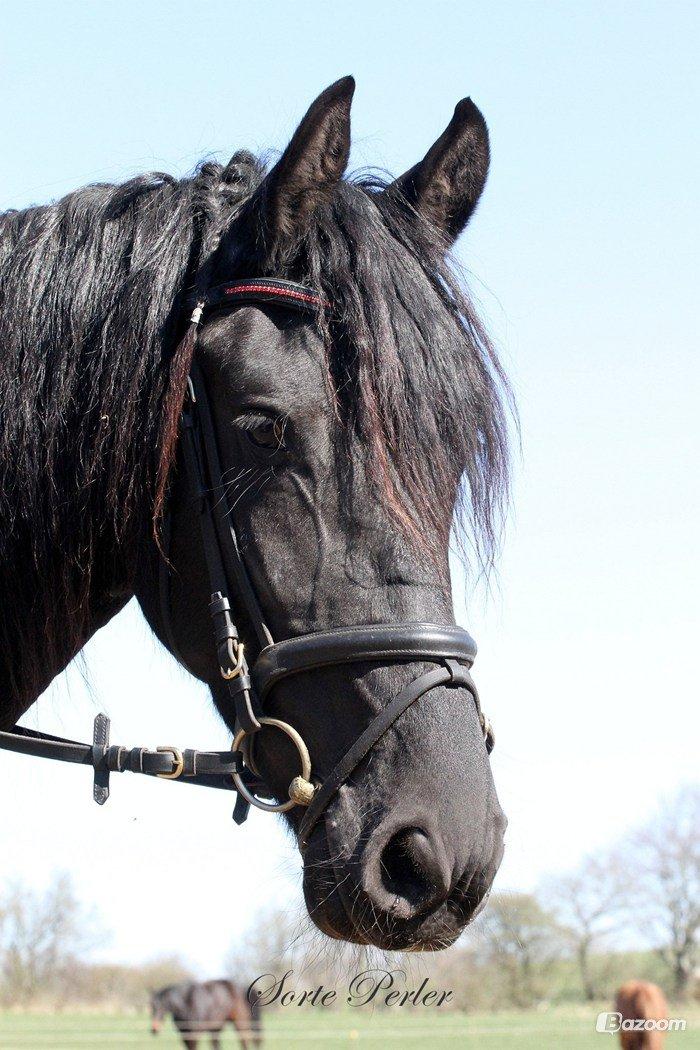 Frieser Ayla af Hestagergaard billede 1