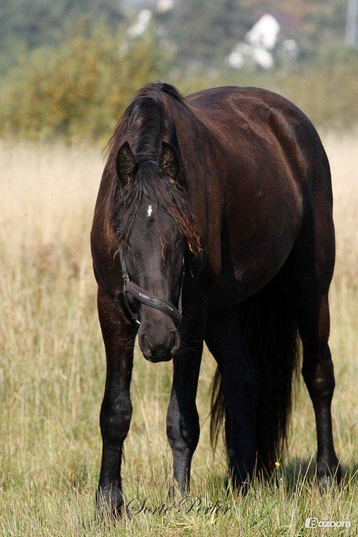 Frieser Ayla af Hestagergaard billede 2