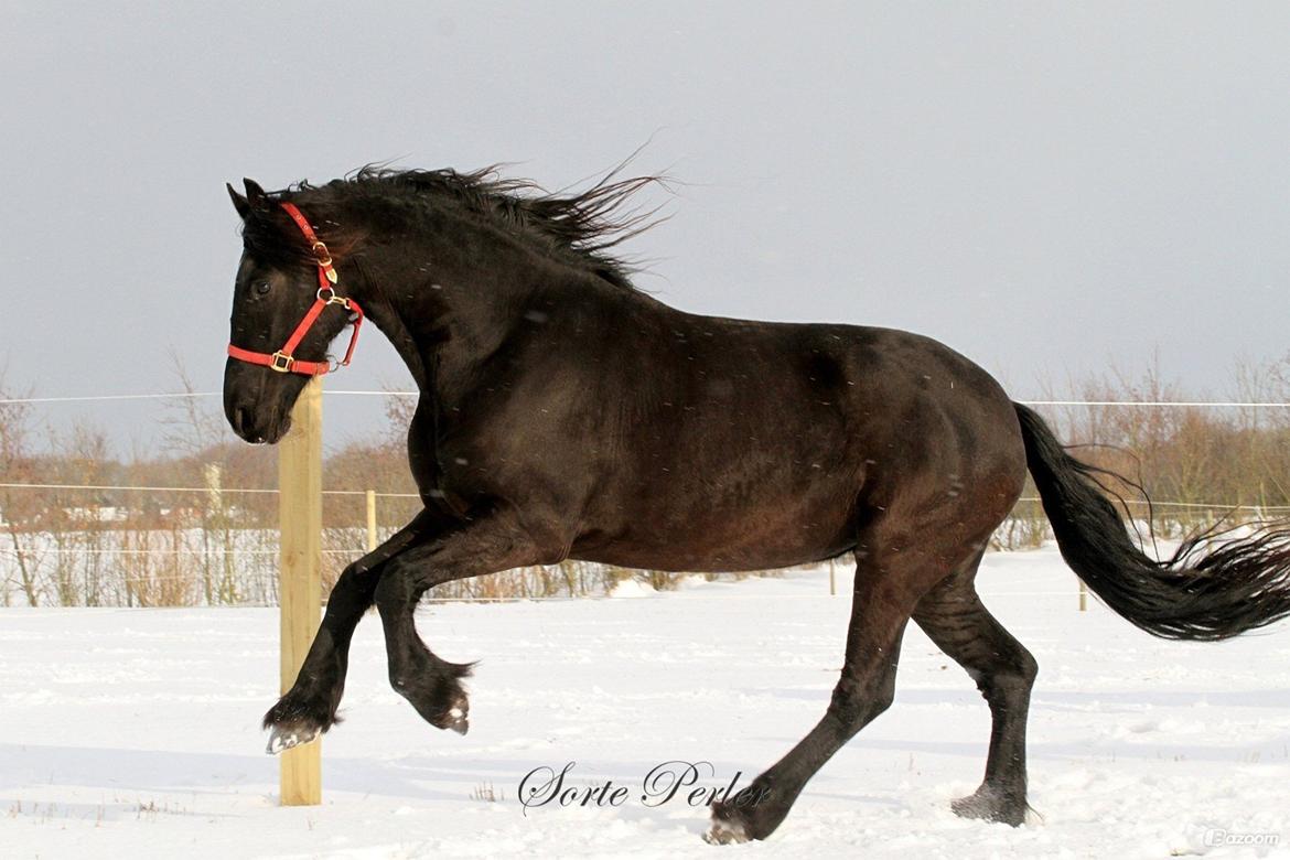 Frieser Ayla af Hestagergaard billede 3