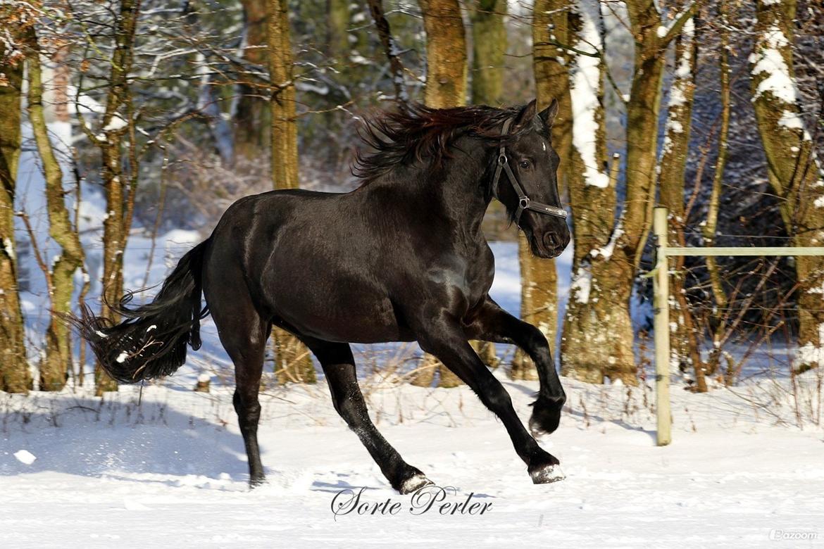 Frieser Ayla af Hestagergaard billede 4