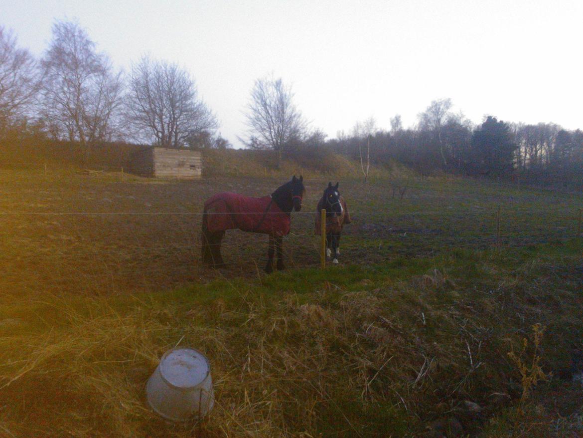 Frieser Ayla af Hestagergaard billede 5