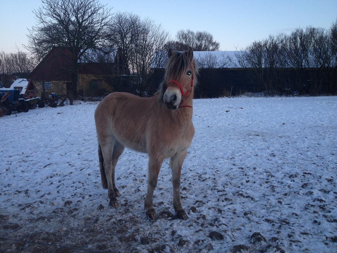 Anden særlig race Dunkans Galina<3 solgt - Velkommen til smukke pigens profil :)<3  så skøn hun er :* billede 3