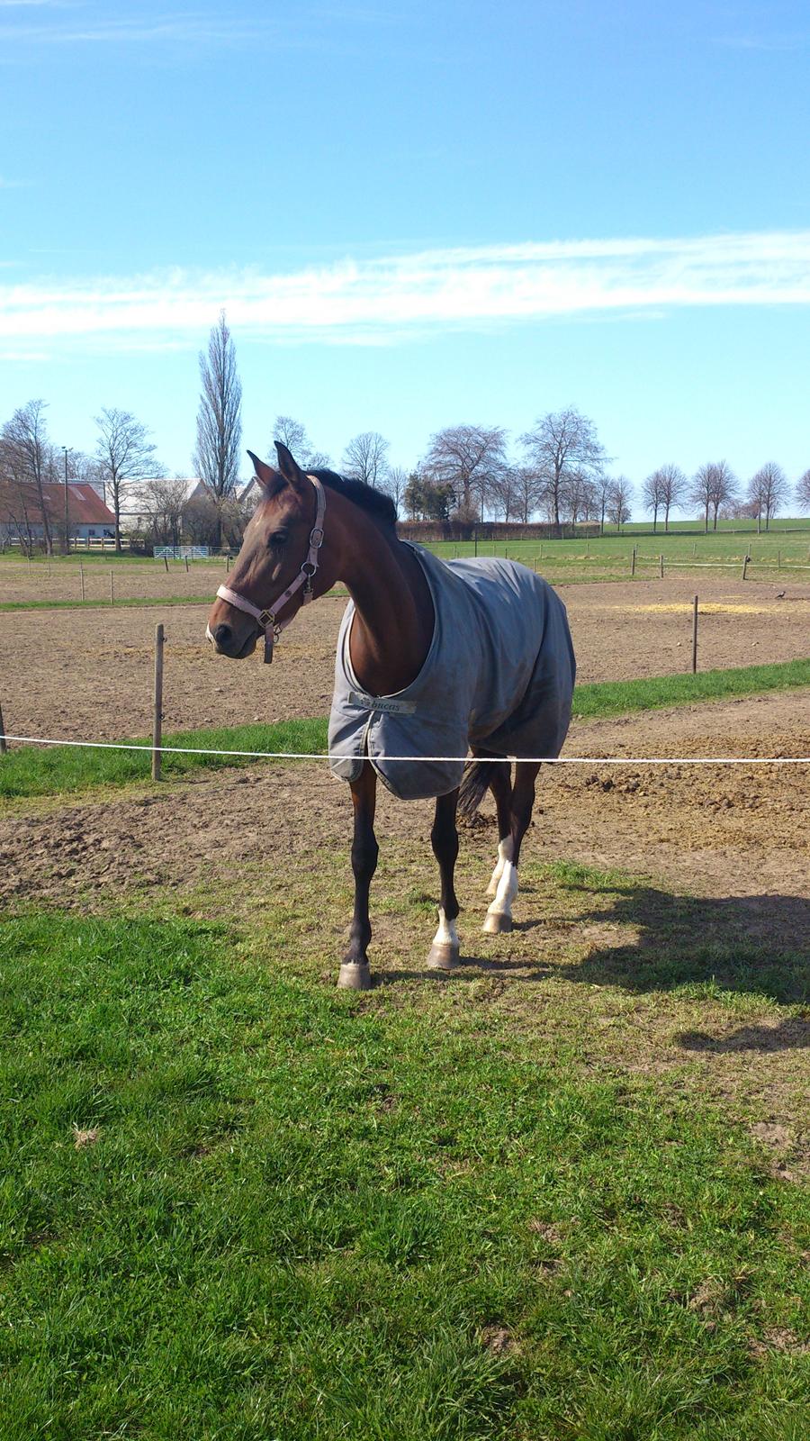 Dansk Varmblod Stenlandsdals Malou R.I.P  billede 20