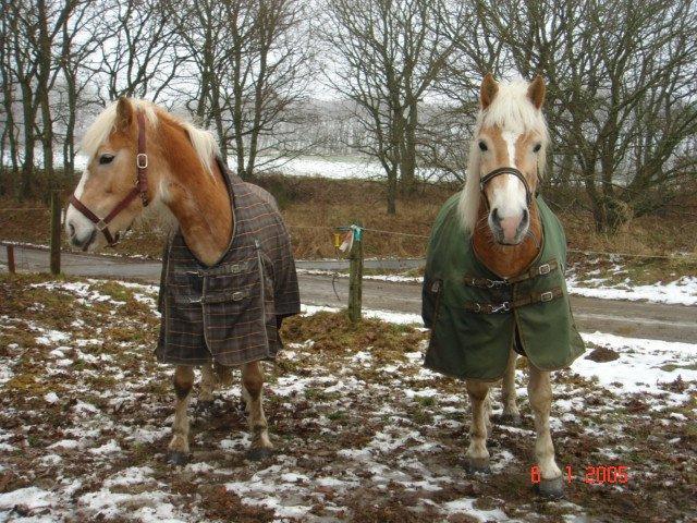 Haflinger Winchest - Sammen med halvsøsteren billede 2