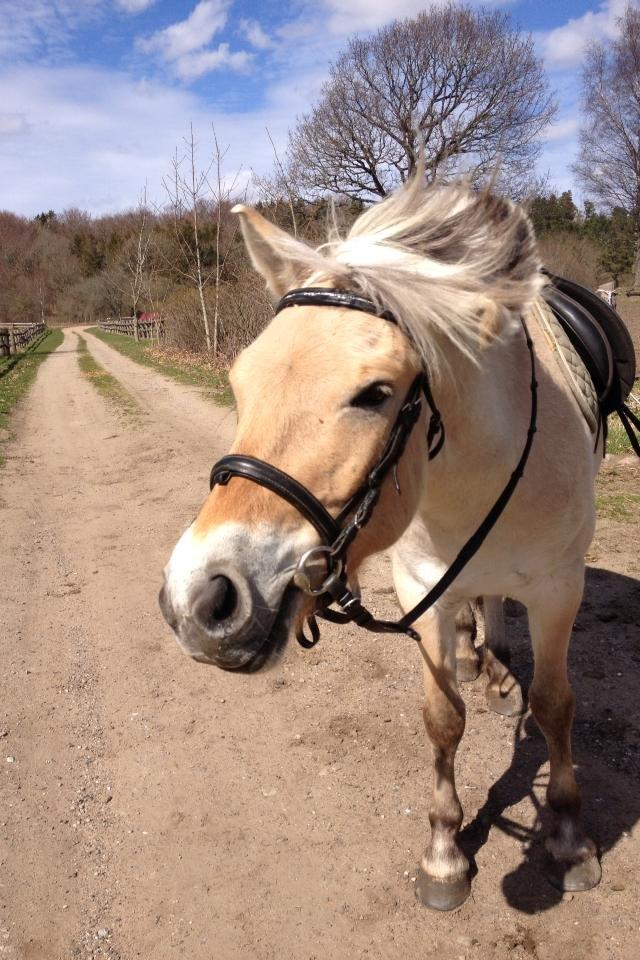 Fjordhest Cirkeline (nye billeder) - nurh :) billede 17