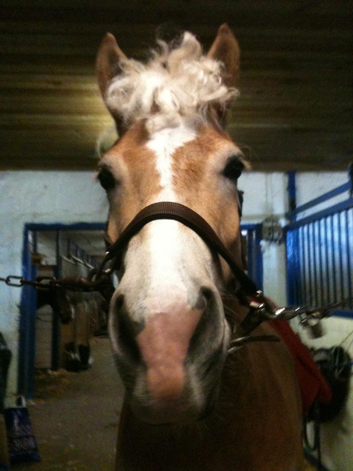 Haflinger Winchest billede 3