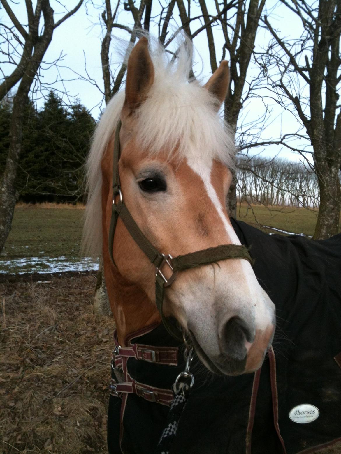 Haflinger Winchest billede 4