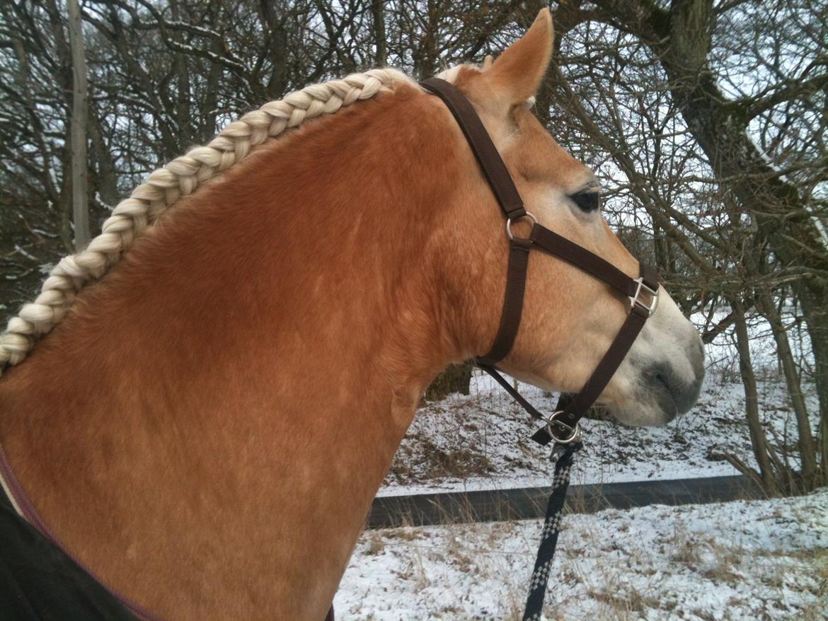 Haflinger Winchest billede 5