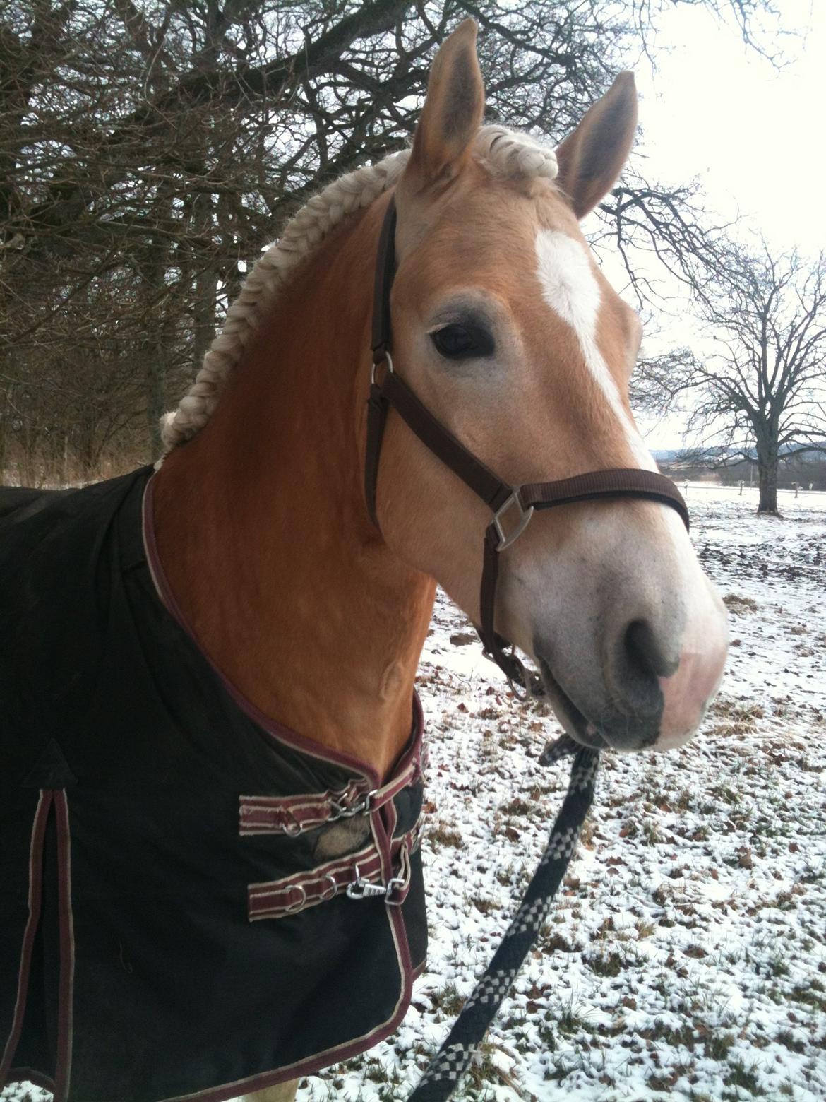 Haflinger Winchest - Klar til stævne billede 1