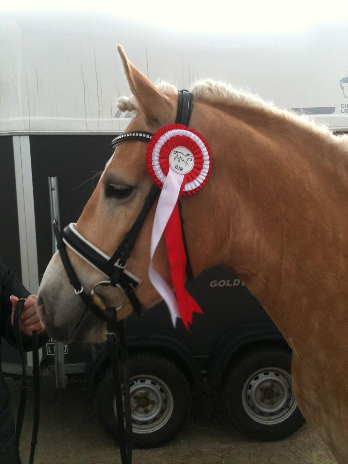 Haflinger Winchest - Vinderhesten billede 6