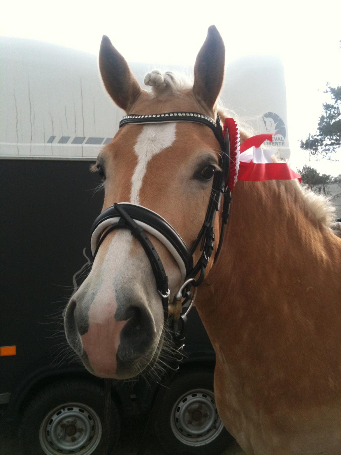 Haflinger Winchest billede 7