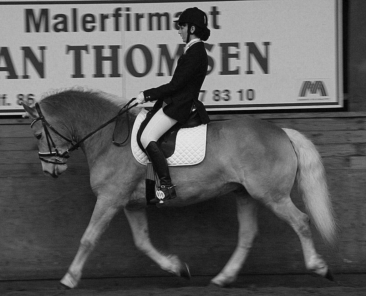 Haflinger Winchest billede 8