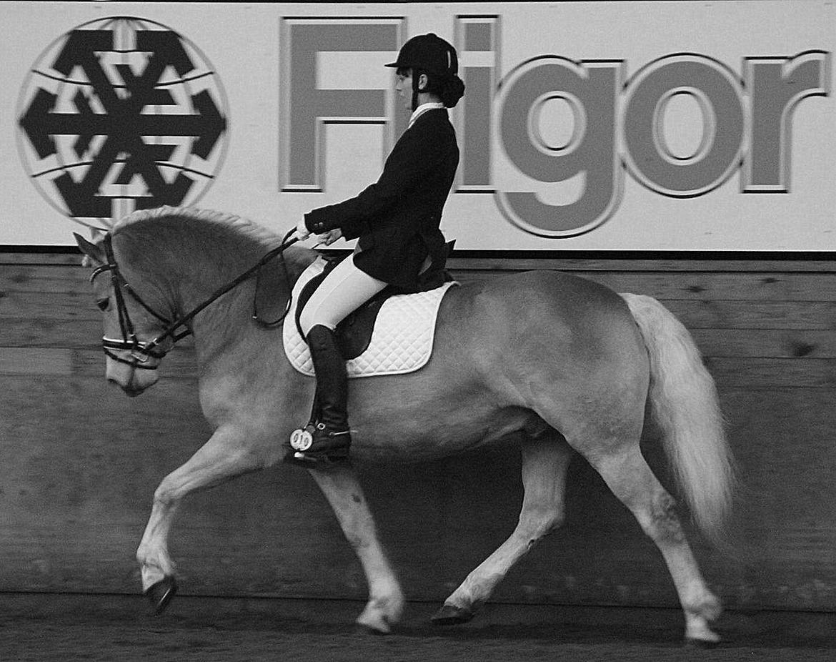 Haflinger Winchest billede 9