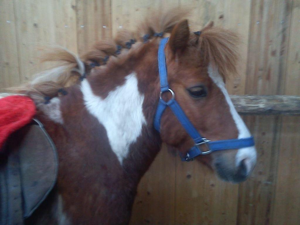 Shetlænder Bastian (Bisse) Låne pony - Velkommen til min profil :P billede 1