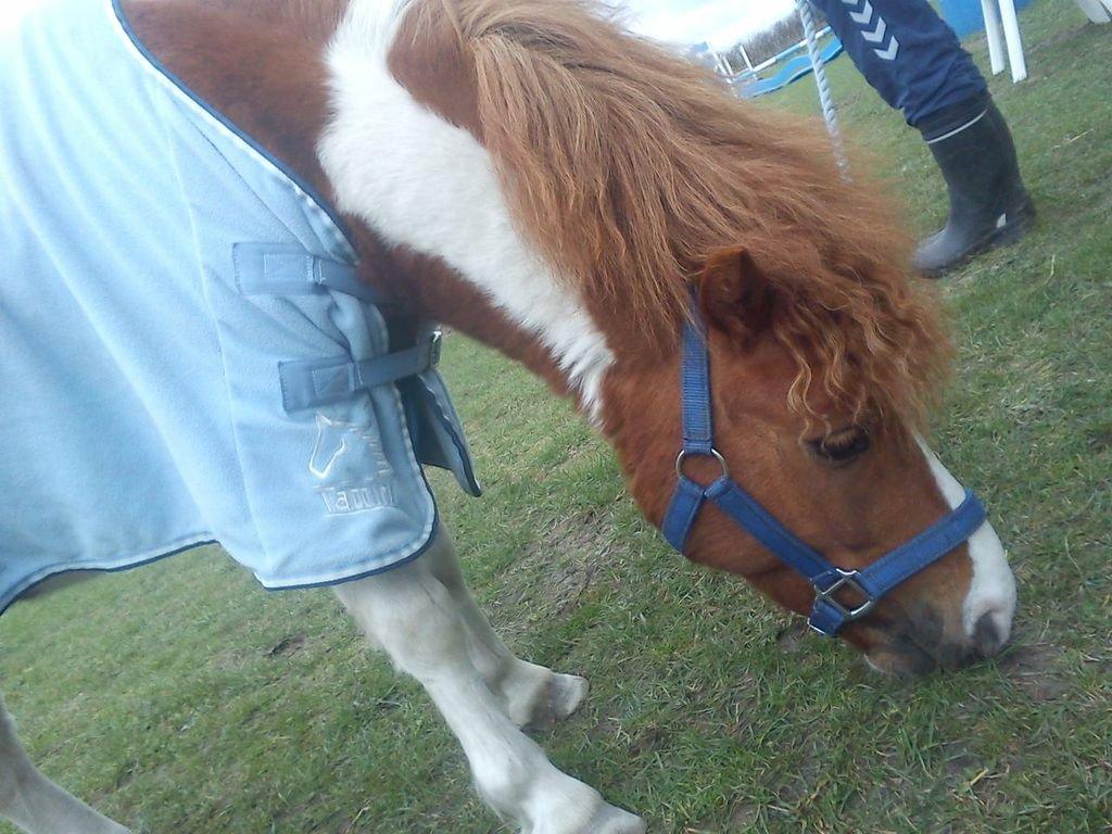 Shetlænder Bastian (Bisse) Låne pony - nam nam jeg er sulten efter spring billede 2