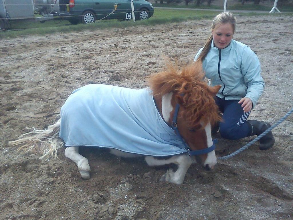 Shetlænder Bastian (Bisse) Låne pony - Se hvad jeg har lært ;) billede 3