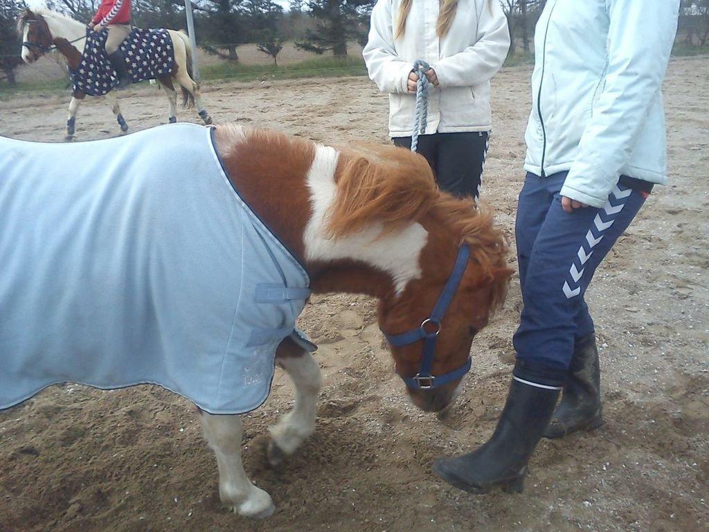 Shetlænder Bastian (Bisse) Låne pony - jeg kan også skabe i jorden på komando :D billede 5