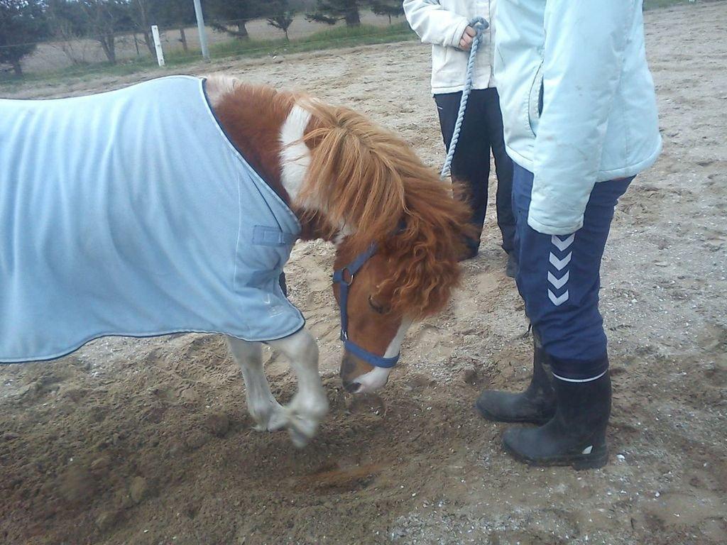 Shetlænder Bastian (Bisse) Låne pony - Hi hi :) billede 6