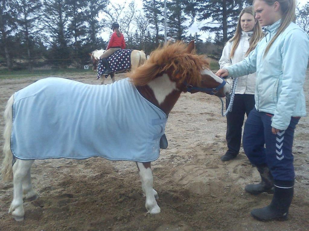 Shetlænder Bastian (Bisse) Låne pony - Må jeg ikke få en hestebom nu ? billede 7