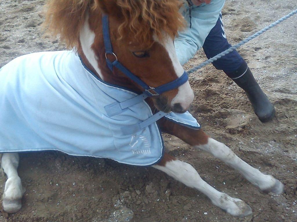 Shetlænder Bastian (Bisse) Låne pony - Jeg kan side på komando :P billede 4