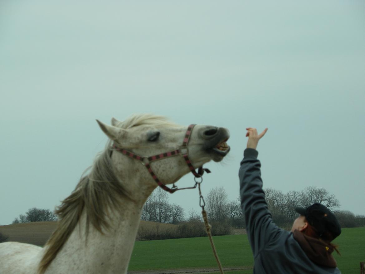 Anden særlig race Maki Sherif billede 15