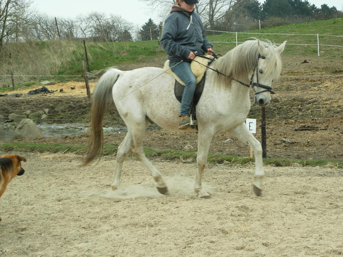 Anden særlig race Maki Sherif billede 14