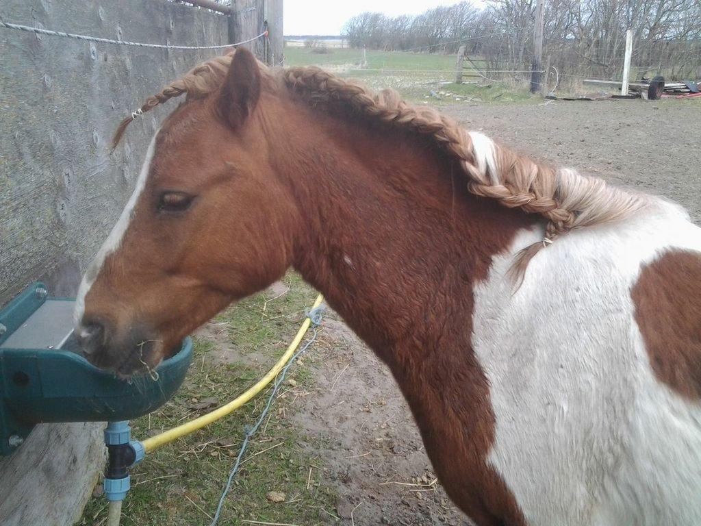 Shetlænder Bastian (Bisse) Låne pony - puha jeg er tørstig ;P billede 10