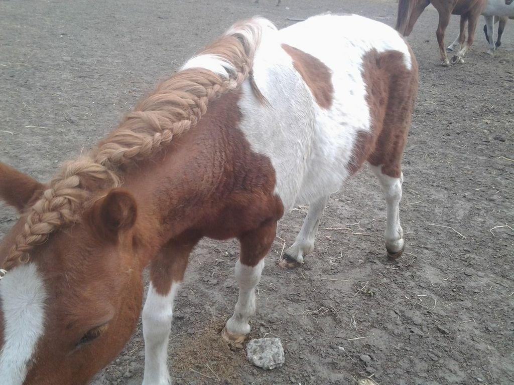 Shetlænder Bastian (Bisse) Låne pony - Mig på mark ;) billede 9