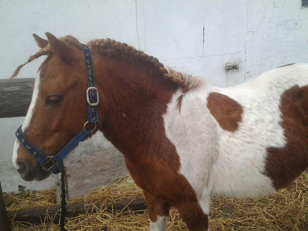 Shetlænder Bastian (Bisse) Låne pony - Nu er jeg klar til stævne :P
 billede 8