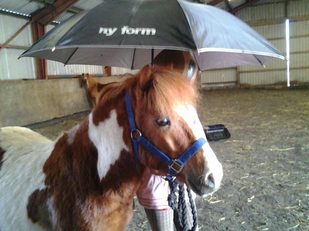 Shetlænder Bastian (Bisse) Låne pony - jeg er paraply vant ;) billede 11