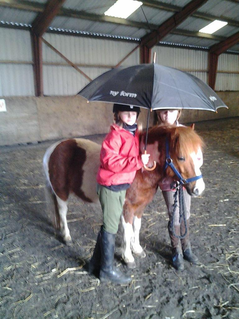 Shetlænder Bastian (Bisse) Låne pony - Uuh jeg er popolær af fine damer ;P billede 12