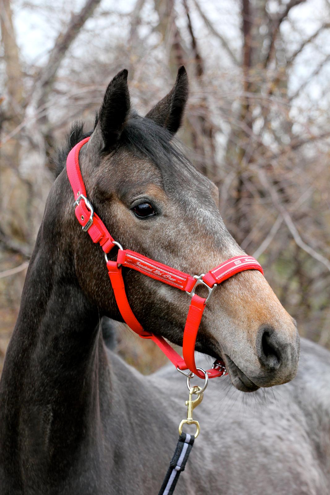 Holstener Cassie Gørtz - 26/04 -2013.
Cassie, 2 år og 154 cm. billede 1