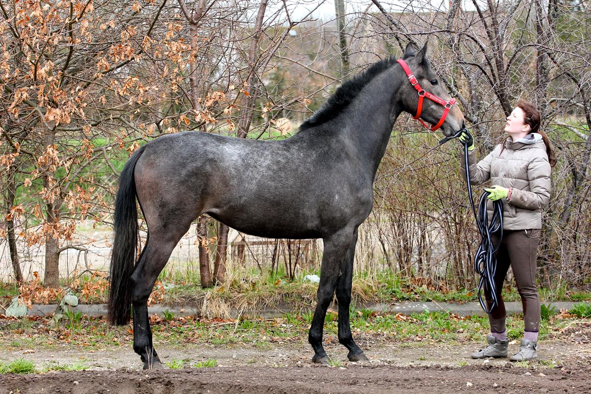Holstener Cassie Gørtz - 26/04 - 2013.
Cassie, 2 år poser fint for fotografen. billede 5