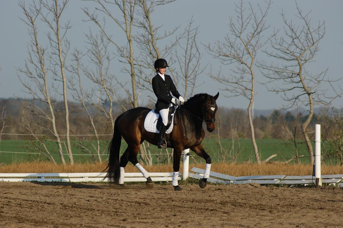 Dansk Varmblod Møllegårds Malou ~RDH~ - Stævne den 04-05-2013 billede 5