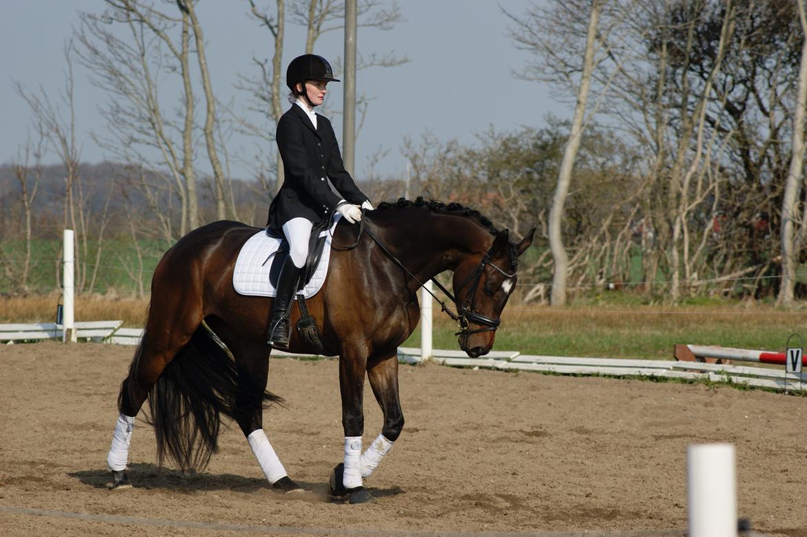 Dansk Varmblod Møllegårds Malou ~RDH~ - Stævne den 04-05-2013 billede 6