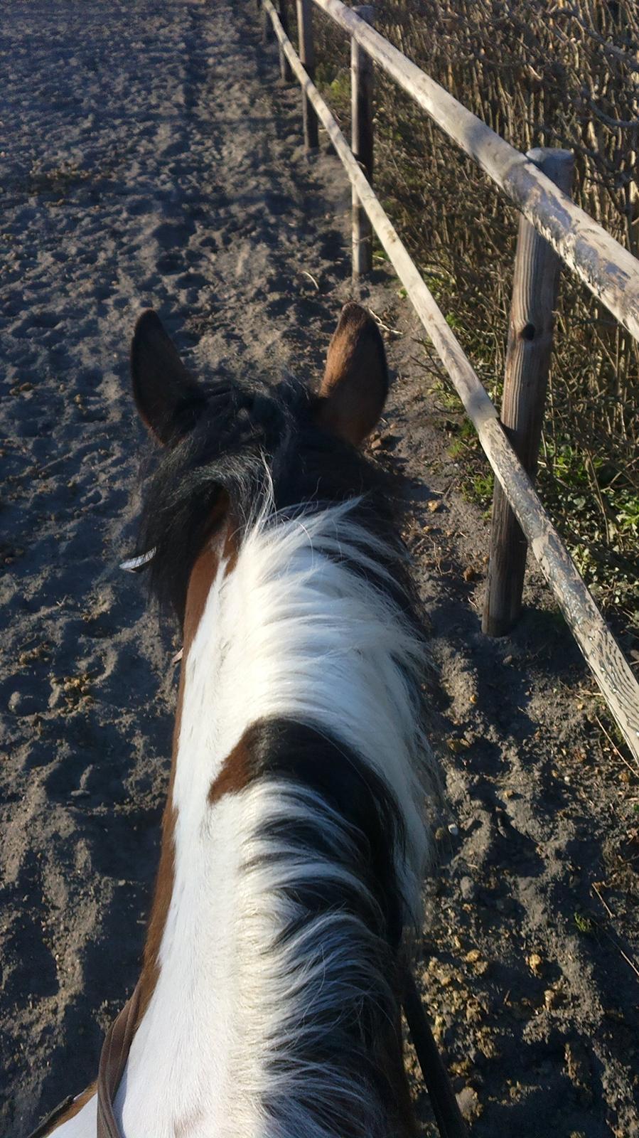 Anden særlig race Halkærhus Painted Pony Aladdin - sådan ser det ud når man rider Aladdin <3 min SMUKSAK! billede 16