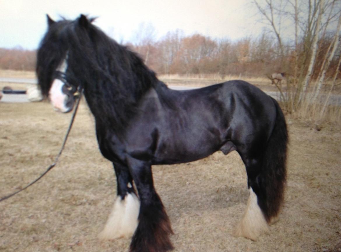 Irish Cob Ace of Spades  billede 1