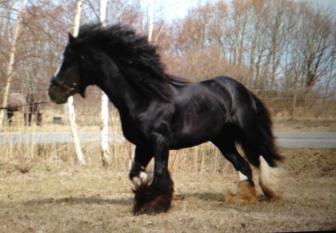 Irish Cob Ace of Spades  billede 2