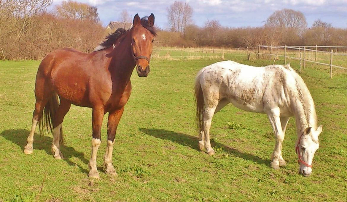 Pinto James - James og Ofelia  billede 20