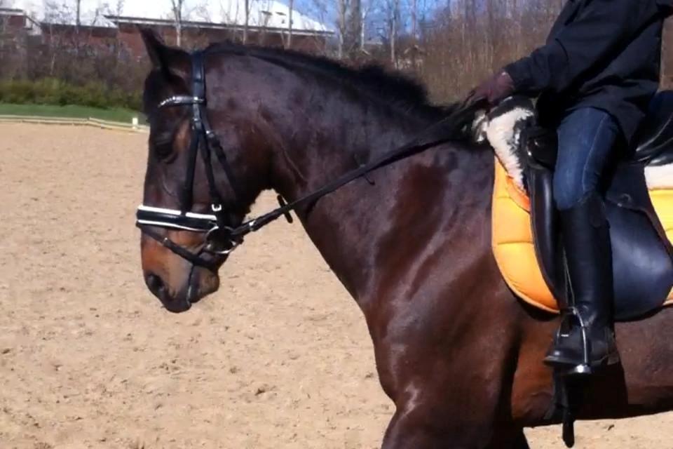 Anden særlig race Zeus (solgt) - Mig og Zeus D. 1 maj 2013
velkommen til Zeus, læg gerne en bedømmelse. billede 1