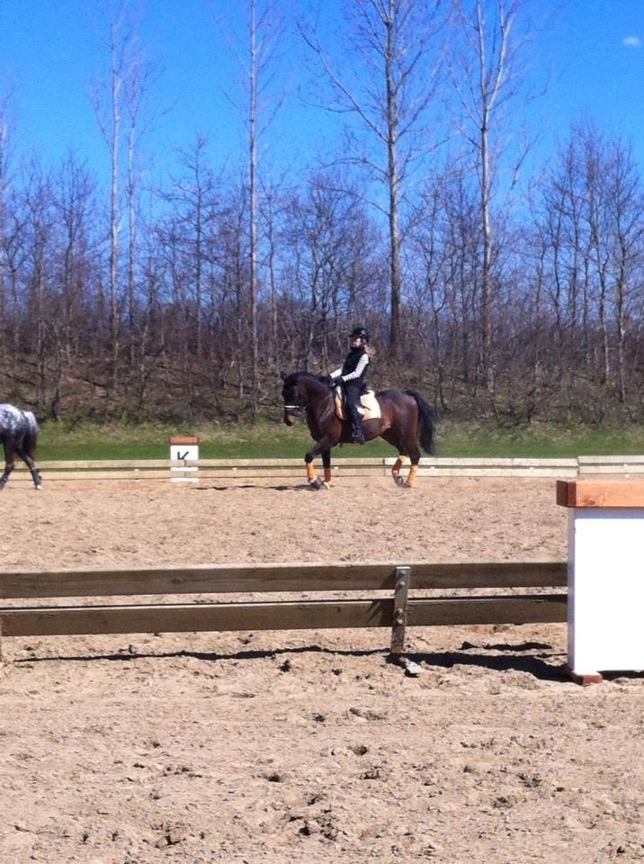 Anden særlig race Zeus (solgt) - Camilla og Zeus<3 billede 12