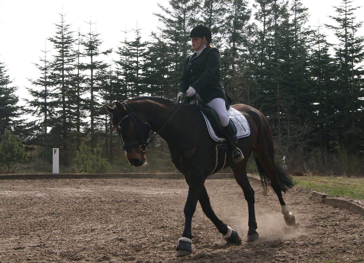 Westfaler Nisgaards Fandango - Haderup stævne 4maj billede 16