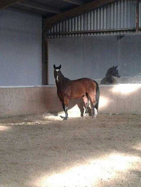 Anden særlig race Nico billede 11