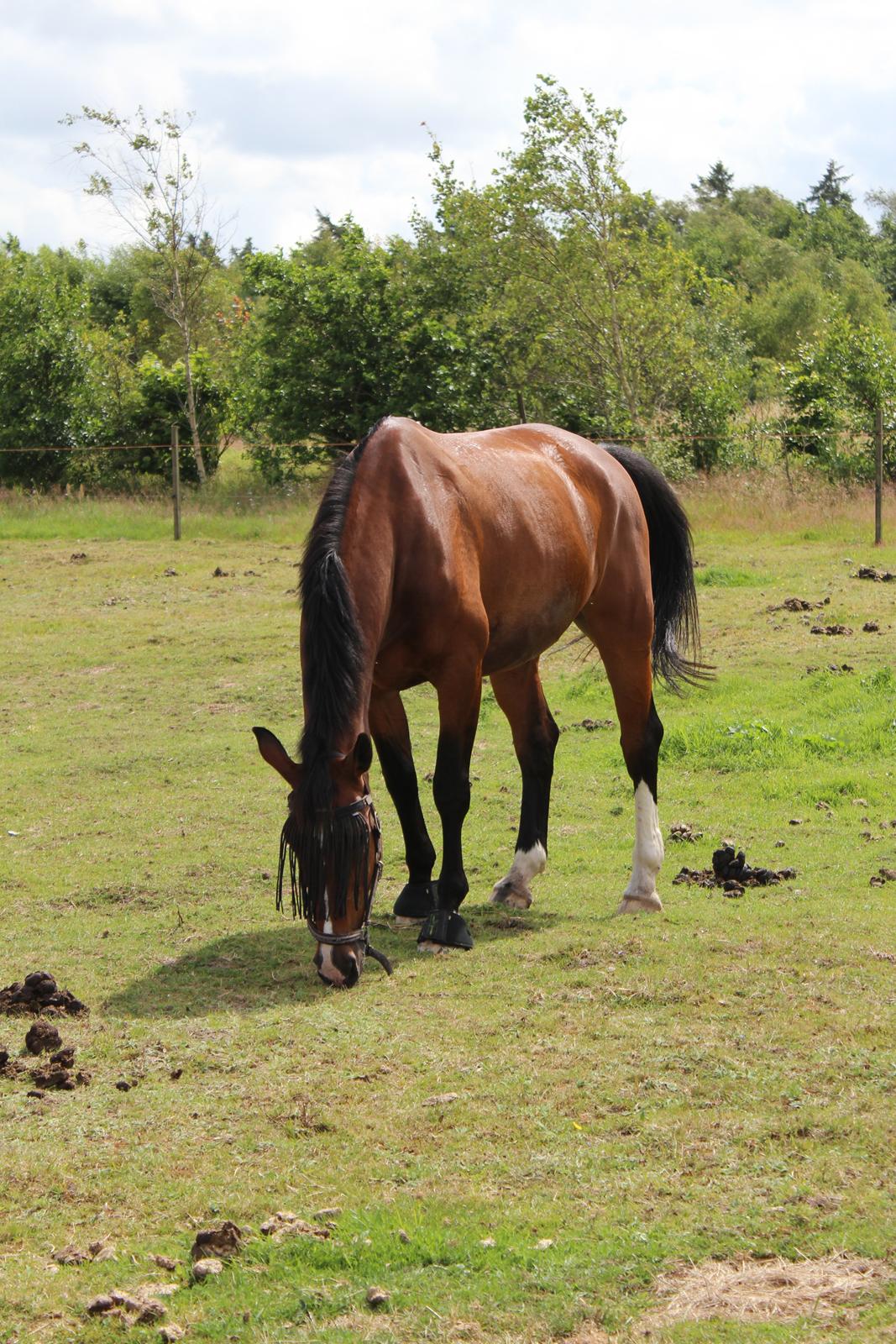 Anden særlig race Nico billede 12