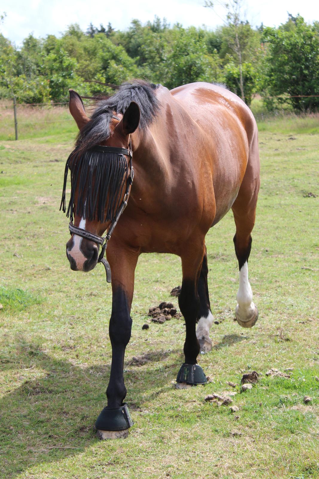 Anden særlig race Nico billede 13